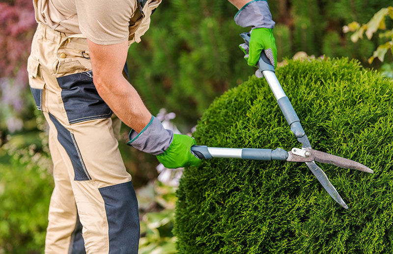gardener-pruning-and-shaping-bushes-2021-08-28-22-28-47-utc-1